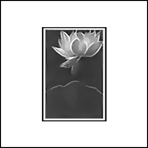 Lotus (Kyar Pwint)